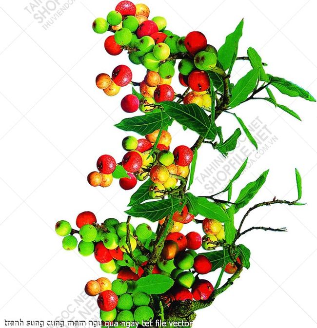 tranh sung cung mam ngu qua ngay tet file vector